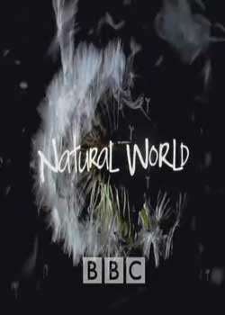 BBCȻ֮ǵѸ
