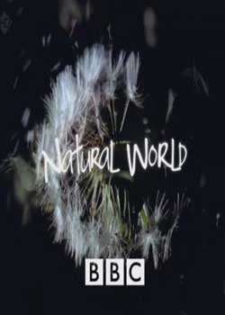 BBCȻԭԴʦѸ