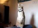 Standing Cat 2Ѹ