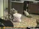 crazy catsBT