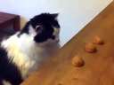 Shell game gambling and winning CatѸ