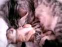 Mother Cat Hugs Baby KittenѸ