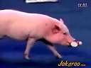smart piggyѸ