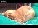When Cats PrayѸ