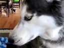 Dog TalkingѸ
