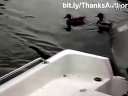 Funny cats in waterѸ