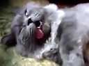 LOLITAҹԸ LOLITAҹԸֱ LOLITAҹԸͼƬ LOLITAҹԸѸ