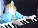 Keyboard CatѸ