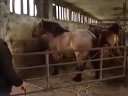 Horse Parkour FailѸ