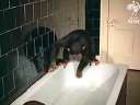 The Cutest Ever Baby Gorilla Takes A BathѸ