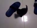 bunny,û޵Ķ!Ѹ