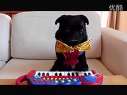 ҪϰٺӴ! piano dog\Pug 祳Ѹ