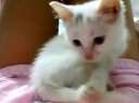 babyѸ