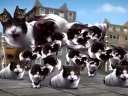 (Ц)Welcome to Kitty CityѸ