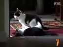 ʮɰèCutestCatMoments.mp4BT