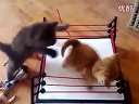 WWE cat wrestlingѸ