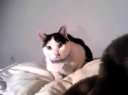 MLL HOME VIDEOѸ
