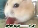 ԻȫBT
