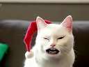 Yodeling Cat ˸ ôѸ
