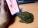 IPHONEѸ