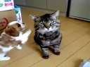 èս Natural dog and catBT