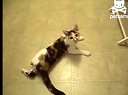 ȵèsay(Hello")Ѹ