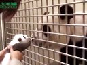 èطаѸ