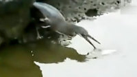 缫ƷԻѸ
