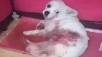 Ůӿ˹ȺβѸ