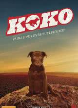 Koko:ȮռѸ